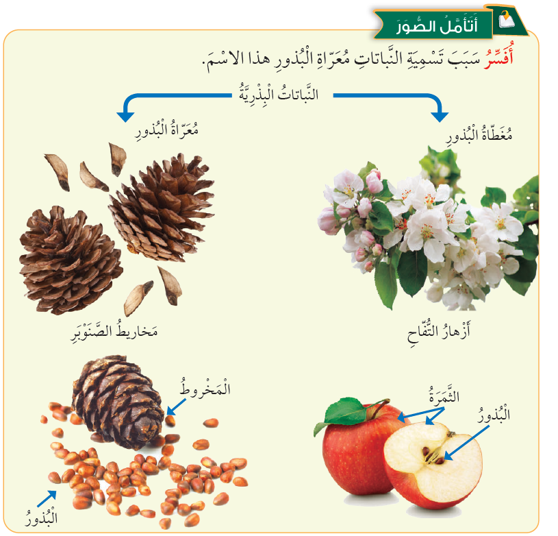 أفسر سبب تسمية النباتات معراة البذورة بهذا الاسم